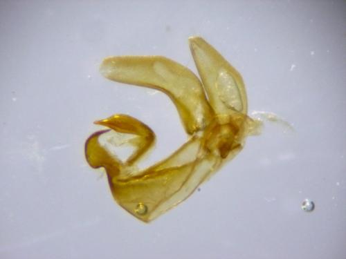 Réf. 268 664 : Ancylolomia tentaculella